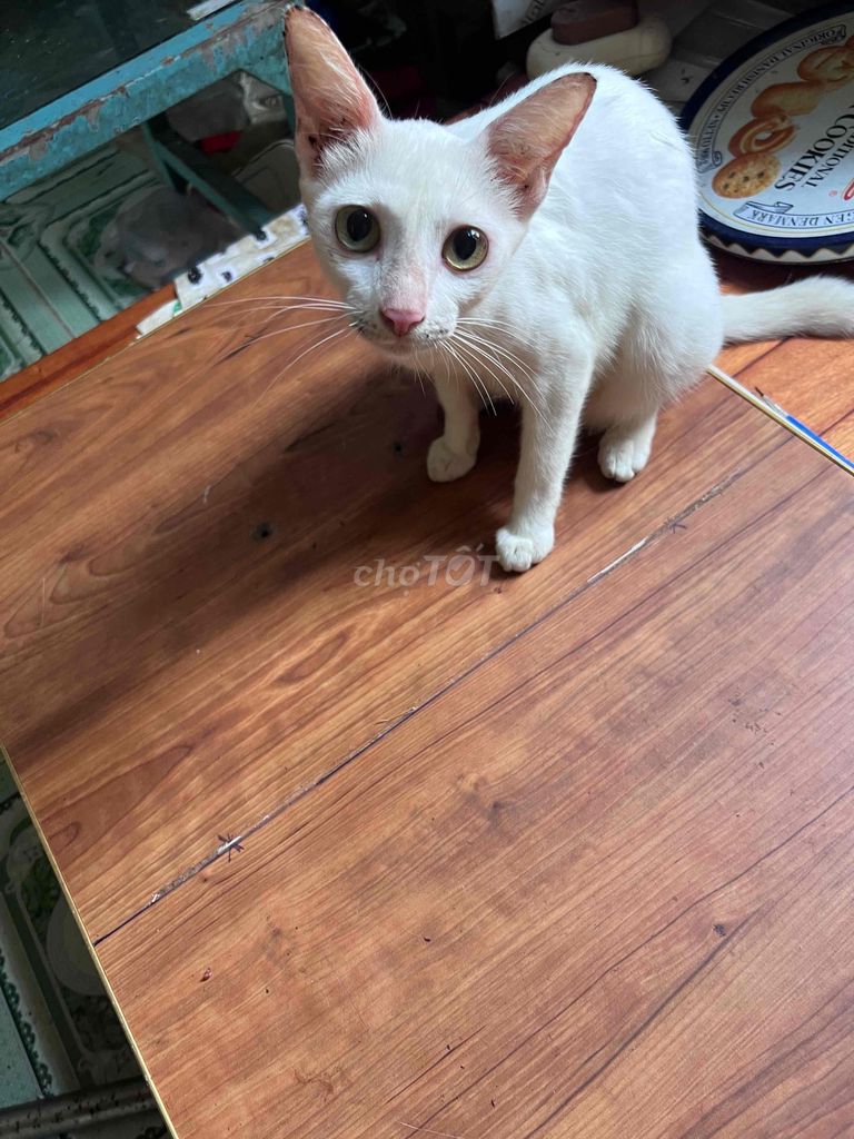 Mèo lai Pháp trắng mắt xanh. Mua bán Mèo tại Quận Cái Răng Cần Thơ được đăng bởi lê Huỳnh hình 1