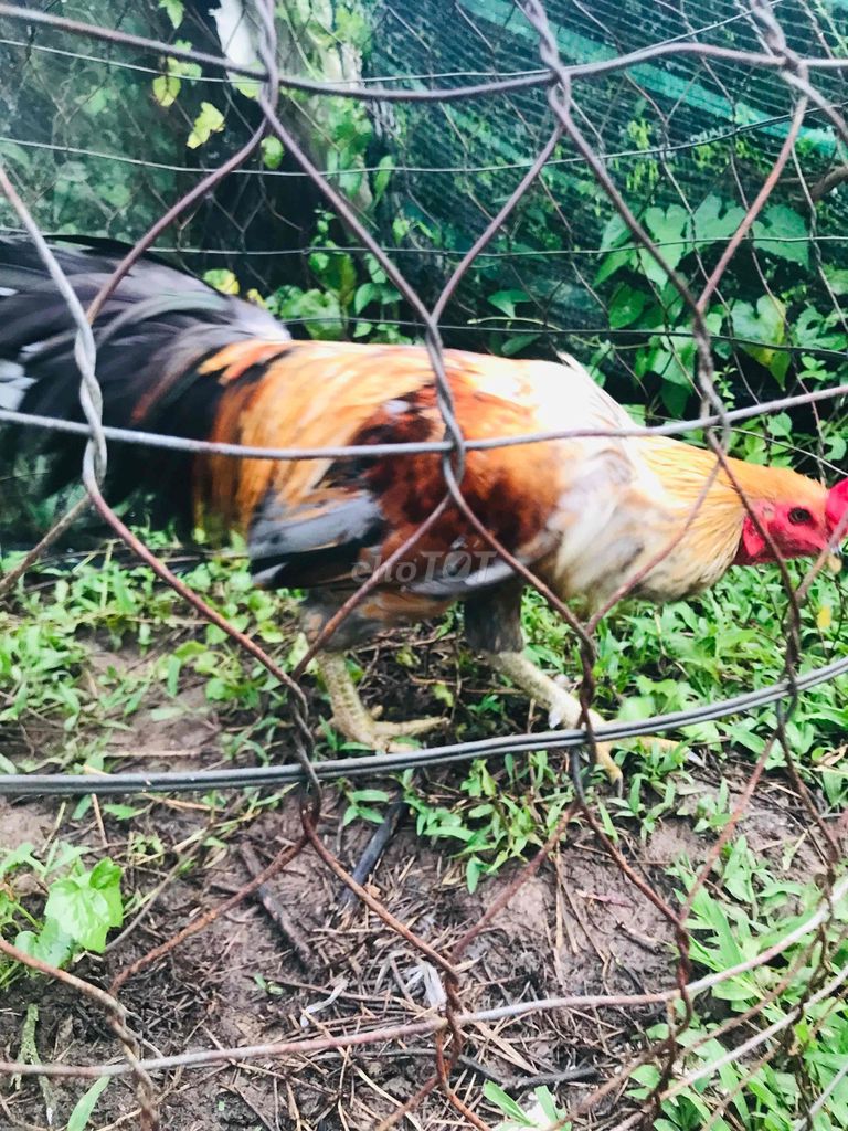 trống tơ 3.7kg. Mua bán Gà tại Huyện Mang Thít Vĩnh Long được đăng bởi Hưng Quoc hình 6