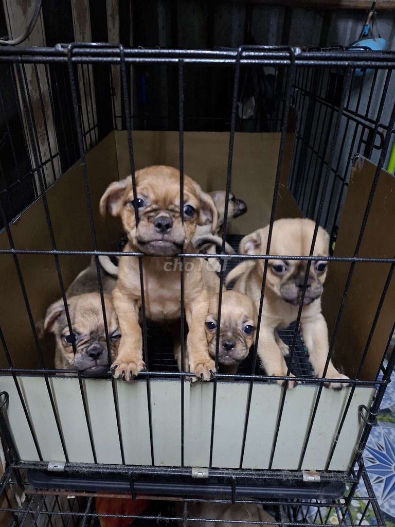 Chó Pug nâu 2 tháng - 131591467