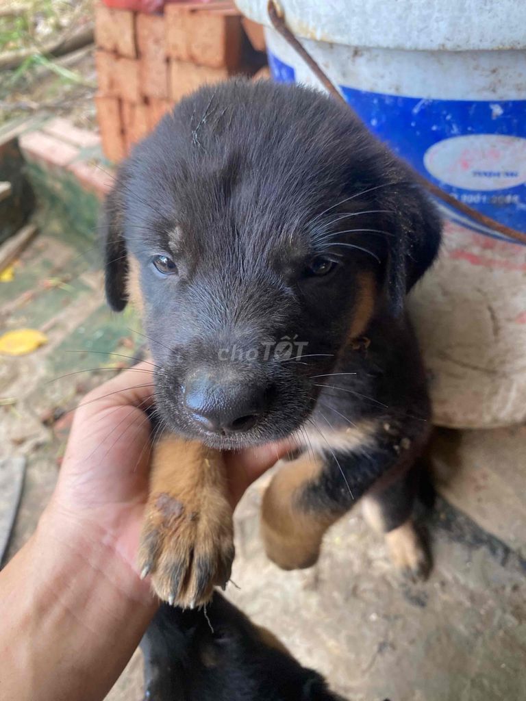 chó ta. Mua bán Chó tại Quận Tây Hồ Hà Nội được đăng bởi Công nghĩa khải hình 1