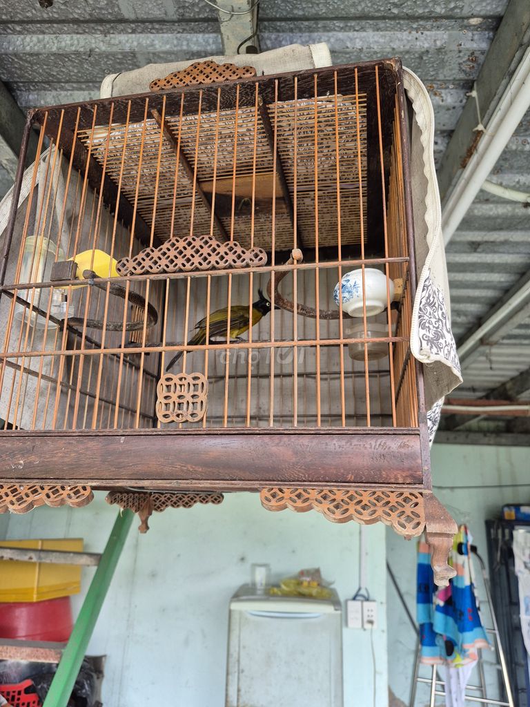3 LÒNG VÀ 2 CON CHÀO MÀO. Mua bán Chim tại Huyện Bình Chánh Tp Hồ Chí Minh được đăng bởi Hứa Hẹn Né hình 1