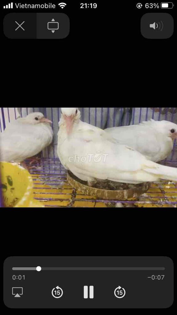 Chim cu pháp Trắng Tự ăn 3con 200. Mua bán Chim tại Quận Ninh Kiều Cần Thơ được đăng bởi Nguyen Van Duong  hình 1