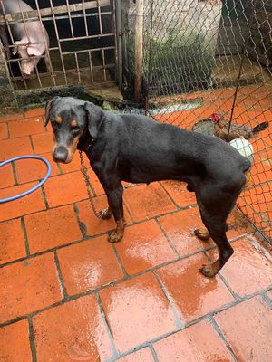 do công việc bận. Mua bán Chó tại Huyện Sóc Sơn Hà Nội được đăng bởi Duong van luyen