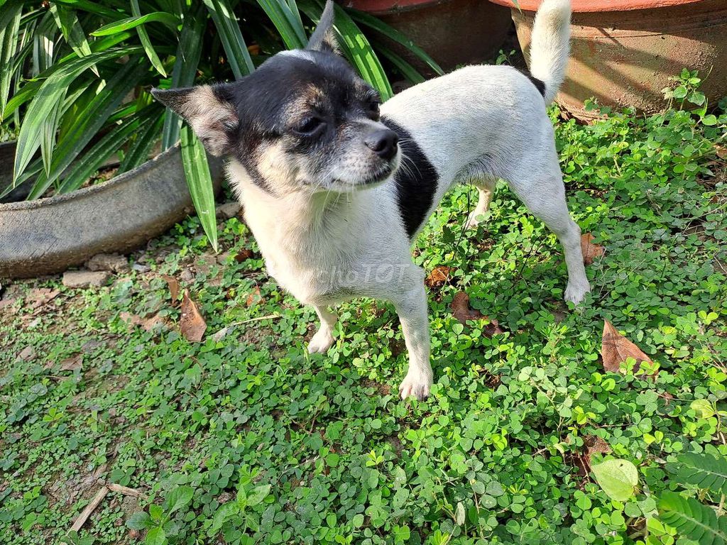 Bé gái bò sữa Chihuahua