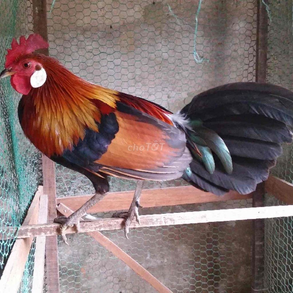 tre lai. Mua bán Gà tại Quận Liên Chiểu Đà Nẵng được đăng bởi Tèo hình 1