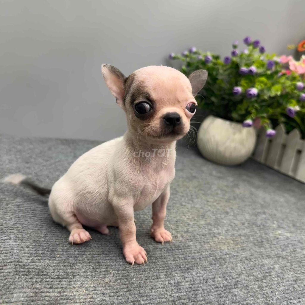 Chó Chihuahua đực Teacup thuần chủng