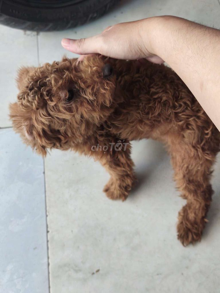 Chó Poodle Tiny cái 5 tháng đã tiêm. Mua bán Chó tại Huyện Bình Chánh Tp Hồ Chí Minh được đăng bởi Bình hình 1