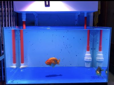 Hồ cá 55x35x30 siêu trong + chân. Mua bán Phụ kiện, Thức ăn, Dịch vụ tại Quận 10 Tp Hồ Chí Minh được đăng bởi Huy trần