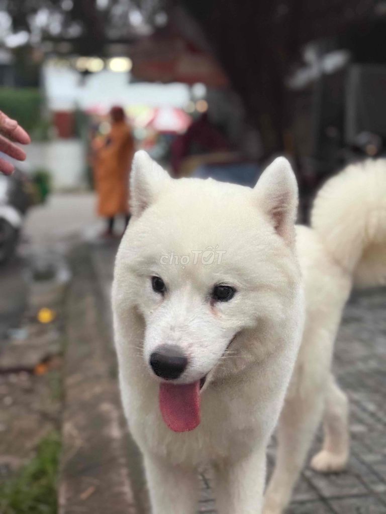 Chó Samoyed đực 14 tháng. Mua bán Chó tại Thị xã Hương Thủy Thừa Thiên Huế được đăng bởi Anh lốp hình 1