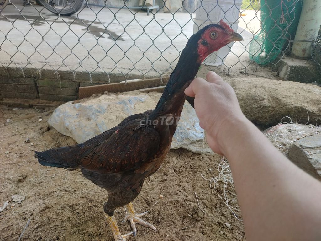 Gia cầm Cái Nâu đen Khỏe mạnh. Mua bán Gà tại Quận Cẩm Lệ Đà Nẵng được đăng bởi Bzjsj Gzhs hình 1