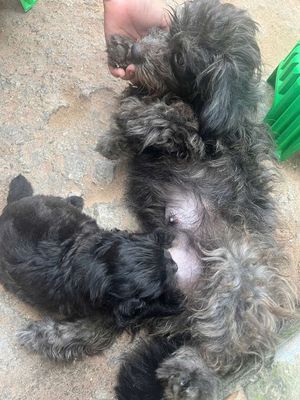 Chó Poodle Đen