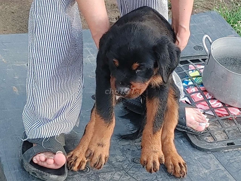 Chó Rottweiler.Rặt