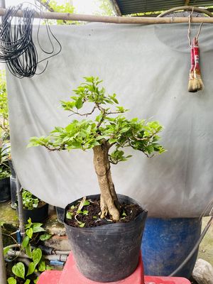 hoa giấy thuần chậu. Mua bán Cây cảnh, đồ trang trí tại Huyện Hóc Môn Tp Hồ Chí Minh được đăng bởi Thích trồng cây