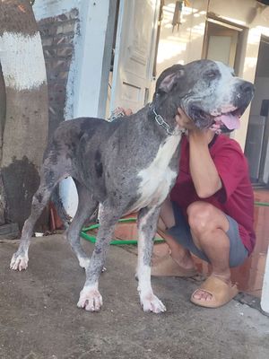 Chó Great Dane cái