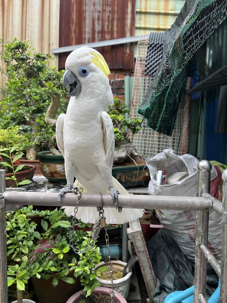 Vẹt Cockatoo Blue Eye. Mua bán Chim tại Huyện Hóc Môn Tp Hồ Chí Minh được đăng bởi Dương Nguyễn hình 1