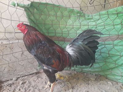 Xanh 3kg to. Mua bán Gà tại Quận Ninh Kiều Cần Thơ được đăng bởi Trần Sơn