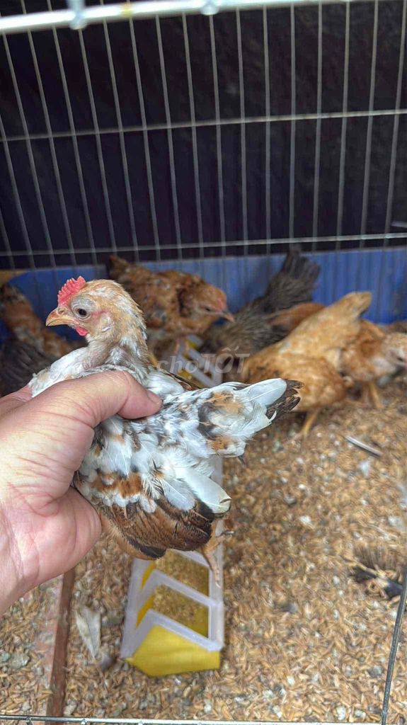 Gà Serama 3 tháng. Mua bán Gà tại Huyện Phú Tân An Giang được đăng bởi Nam tre bắc cộc hình 1