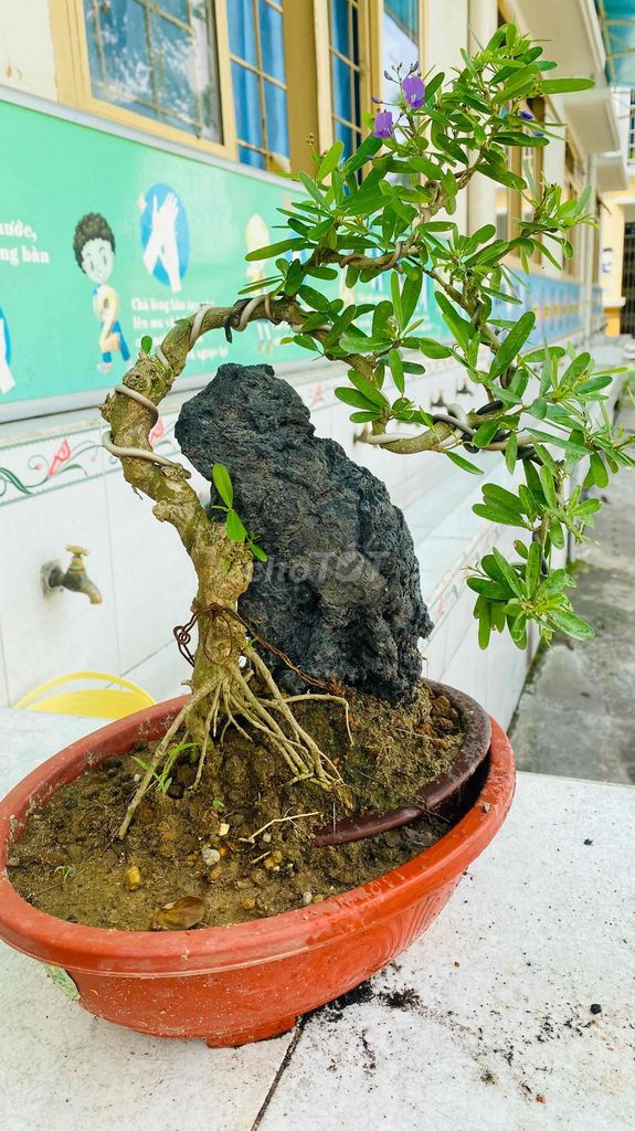 Thanh lý chậu Linh sam siêu bông bonsai bàn trà. Mua bán Cây cảnh, đồ trang trí tại Quận 3 Tp Hồ Chí Minh được đăng bởi Nguyễn Minh Thơ hình 1