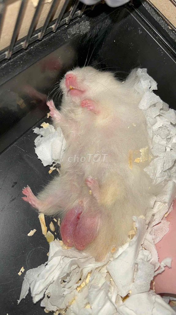 chuột hamster và một số phụ kiện. Mua bán Thú cưng khác tại Thành phố Thuận An Bình Dương được đăng bởi Gấu hình 1