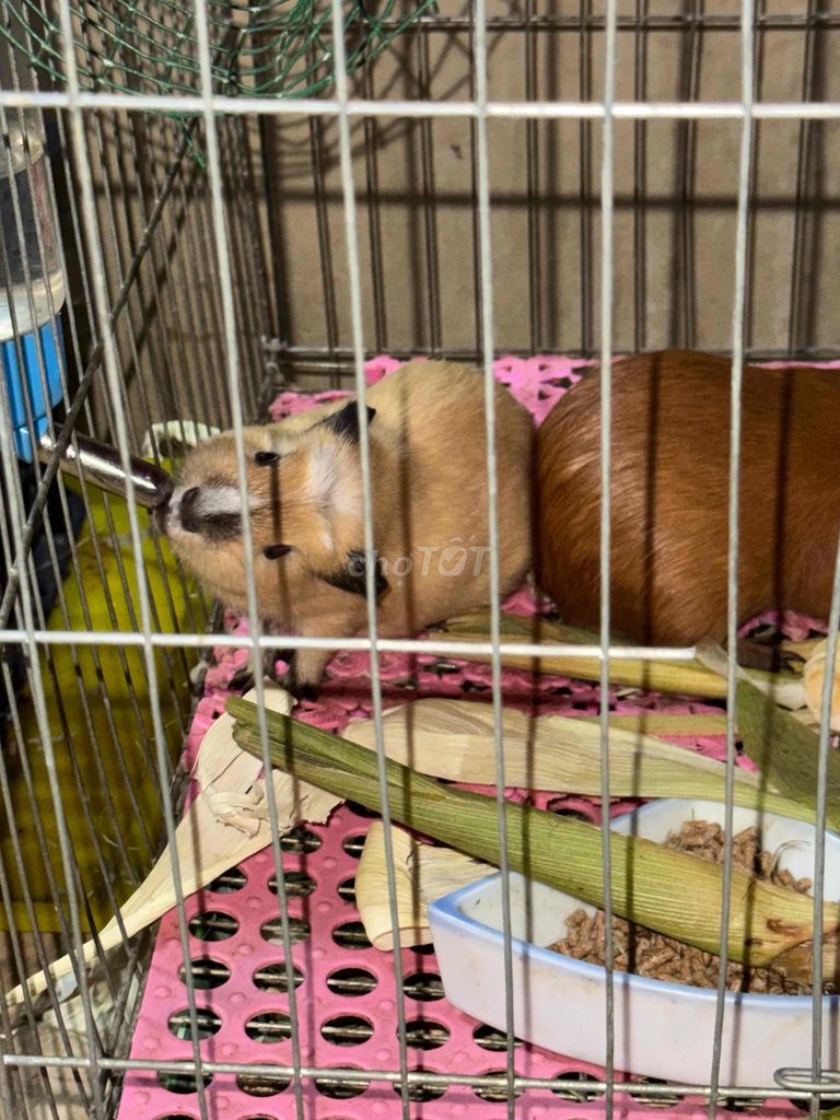 bọ ú. Mua bán Thú cưng khác tại Quận 11 Tp Hồ Chí Minh được đăng bởi Khánh Linh  hình 1