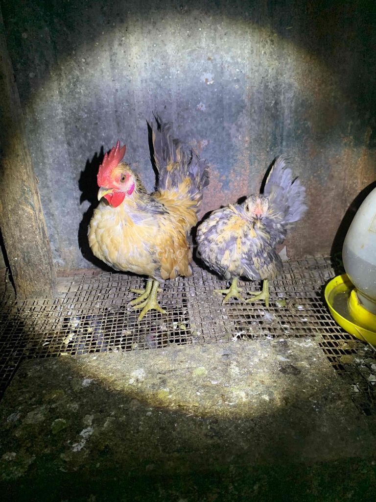 Gà tơ kiểng. Mua bán Gà tại Quận Thốt Nốt Cần Thơ được đăng bởi Sang EA hình 1