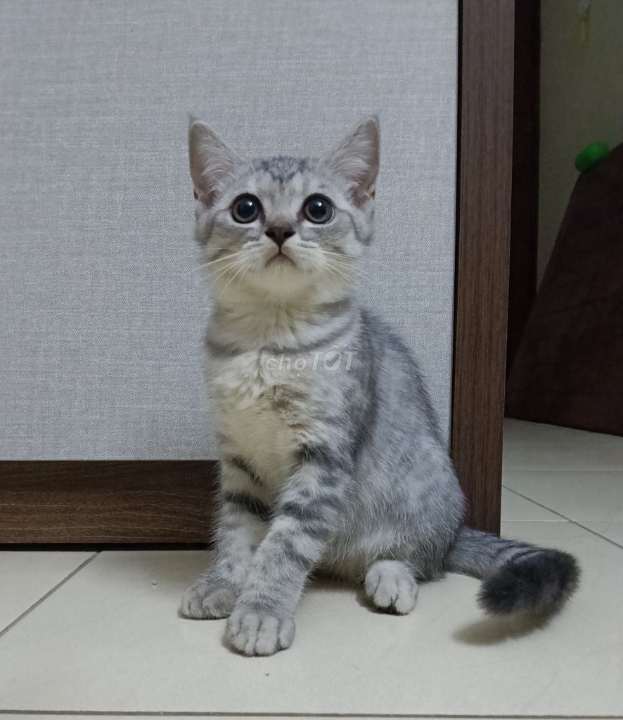 Mèo Tây cái 9 tháng Xám vằn. Mua bán Mèo tại Quận Long Biên Hà Nội được đăng bởi Le Anh Tuan hình 1