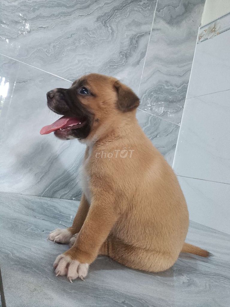 Chó Pitbull F1 đực khôn lanh đã biết sủa. Mua bán Chó tại Quận 6 Tp Hồ Chí Minh được đăng bởi Tăng Chí Lương  hình 1