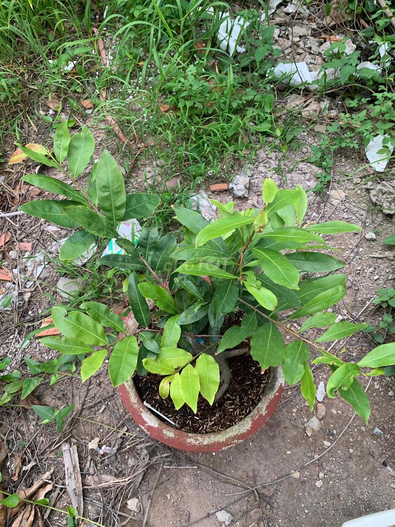 Mai cam thiên lộc giống mới. Mua bán Cây cảnh, đồ trang trí tại Huyện Bến Lức Long An được đăng bởi Phú nguyen hình 1