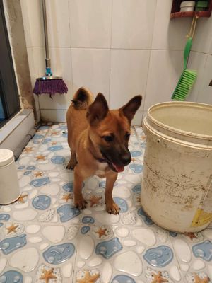 Chó cỏ lai chó Phú Quốc– Bé cái chưa tròn 1 tuổi