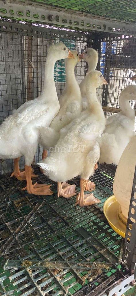 Ngỗng con 800g-1kg xông đất giữ nhà dọn cỏ. Mua bán Thú cưng khác tại Quận 11 Tp Hồ Chí Minh được đăng bởi phuong kim huong hình 1