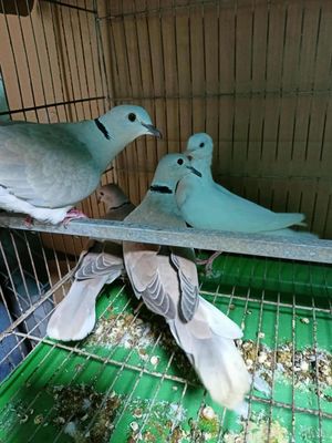 Chim ss tốt. Mua bán Chim tại Huyện Bến Cầu Tây Ninh được đăng bởi Thua Nguyen