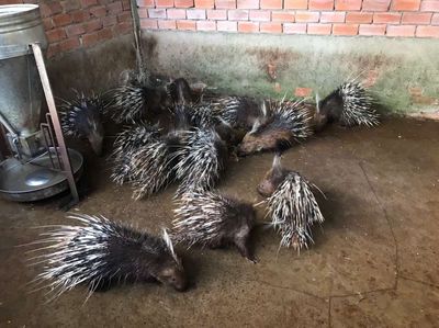 Nhà Mình Còn 09 Cặp Nhím Cảnh, Ai Cần Giống Nuôi. Mua bán Thú cưng khác tại Huyện Châu Thành Hậu Giang được đăng bởi Đoàn Mạnh KTS