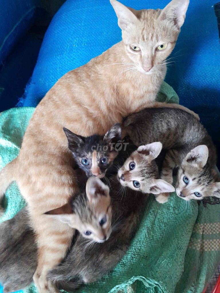 Mèo con đực cái nhiều màu. Mua bán Mèo tại Huyện Cư Kuin Đắk Lắk được đăng bởi Trường Giang hình 1