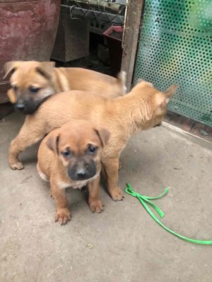 Chó phốc hươu lai ta