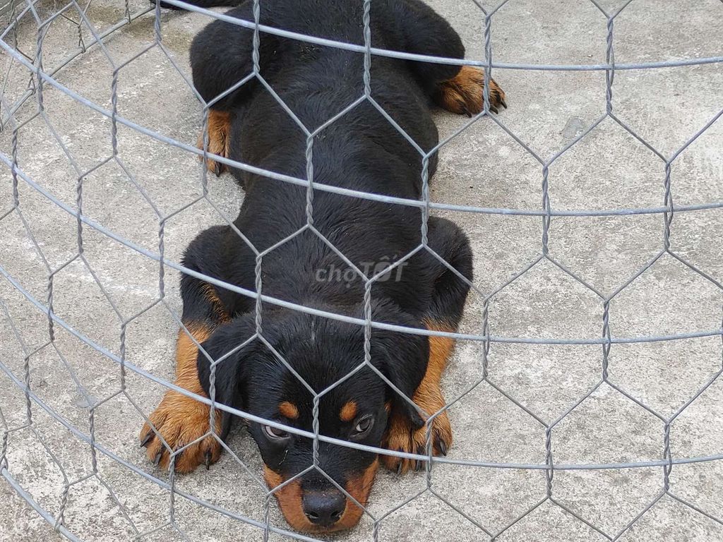 Rottweiler Cái...12. Mua bán Chó tại Quận 12 Tp Hồ Chí Minh được đăng bởi Nhân Rottweiler  hình 1
