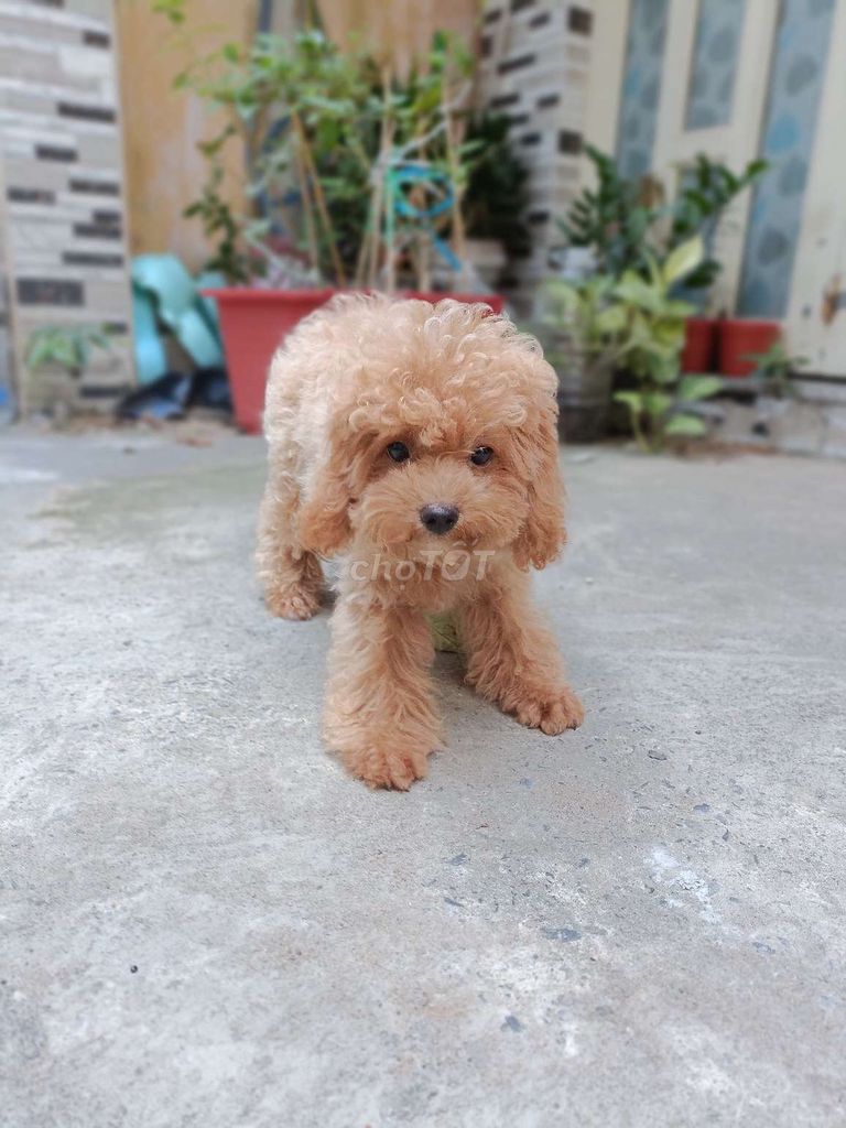 Poodle màu mơ 3 tháng đực