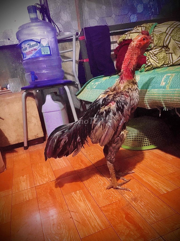 Gà chọi Đực Đa sắc Khỏe mạnh. Mua bán Gà tại Huyện Ngọc Lặc Thanh Hóa được đăng bởi Luân Con hình 1