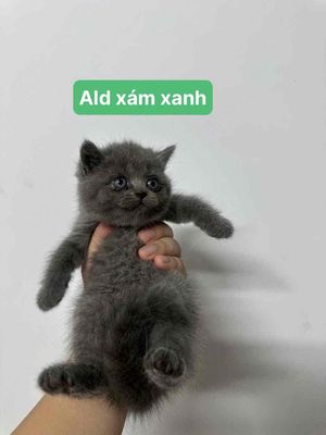 cần bán 3 bé mèo aln, ald, munkin.. Mua bán Mèo tại Quận 7 Tp Hồ Chí Minh được đăng bởi Ân hình 1