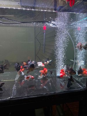 Oranda Thanh Lý hết hồ