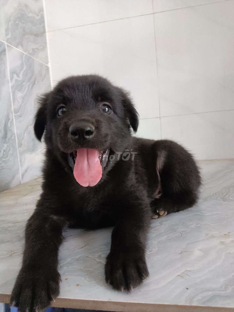 Chó Golden đực 50 ngày tuổi đã xổ giun. Mua bán Chó tại Quận 6 Tp Hồ Chí Minh được đăng bởi Tăng Chí Lương  hình 1