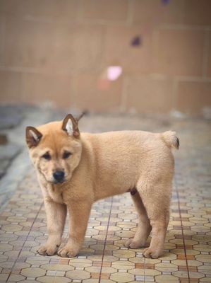 Chó Mông Cộc Cậu Vàng Lưỡi Đen Size To Chuẩn Giống