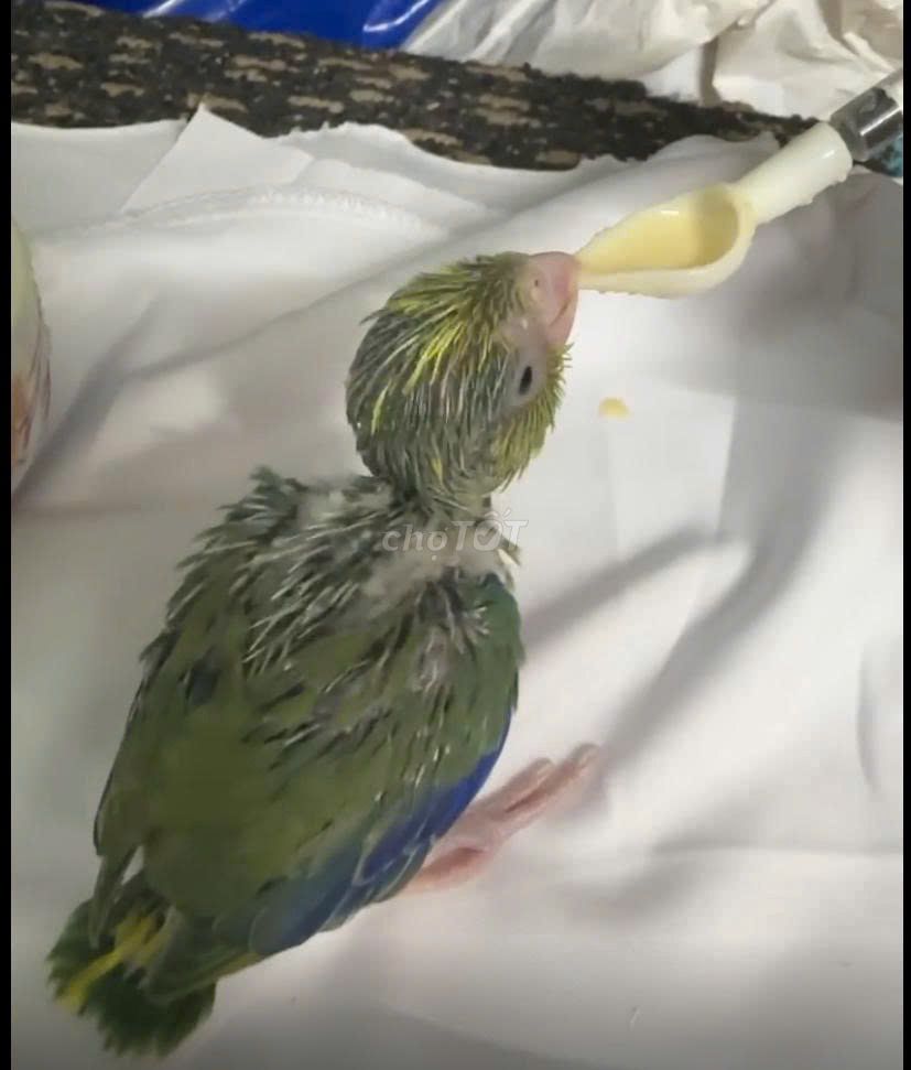 Vẹt Parrotlet Xanh Pied Non. Mua bán Chim tại Quận 12 Tp Hồ Chí Minh được đăng bởi PS hình 1