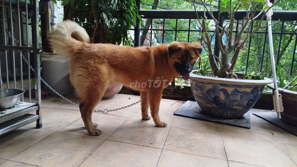 Chó Xù Bắc Hà lông vàng lưỡi full thép. Mua bán Chó tại Quận Ba Đình Hà Nội được đăng bởi Nguyễn Đạt hình 1