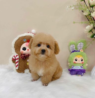 poodle hơn 4 tháng tuổi, lai teacup, dáng nhỏ gọn. Mua bán Chó tại Huyện Nhà Bè Tp Hồ Chí Minh được đăng bởi Dung