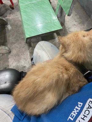 Mèo Anh Lông Dài siêuuu quấn chủ. Mua bán Mèo tại Thành phố Thủ Đức Tp Hồ Chí Minh được đăng bởi Tuấn Kiệt