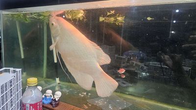 Cá Phát Tài sile gần 50cm Trắng hồng
