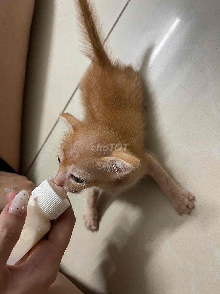 tặng mèo mắt to. Mua bán Mèo tại Huyện Bình Chánh Tp Hồ Chí Minh được đăng bởi Bắp  hình 1