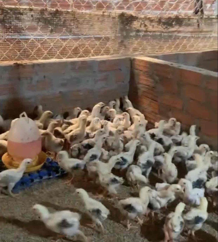 Gà Đông Tảo F1. Mua bán Gà tại Thành phố Thủ Đức Tp Hồ Chí Minh được đăng bởi NGUYEN THIEN hình 1