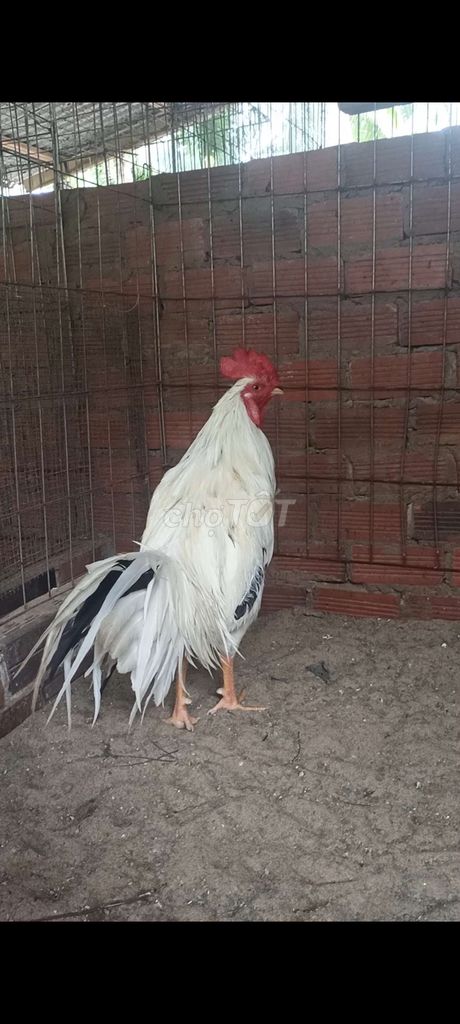 Gà Trắng 3.2kg Đực. Mua bán Gà tại Huyện Mỏ Cày Nam Bến Tre được đăng bởi Nguyen Thai Hung hình 1