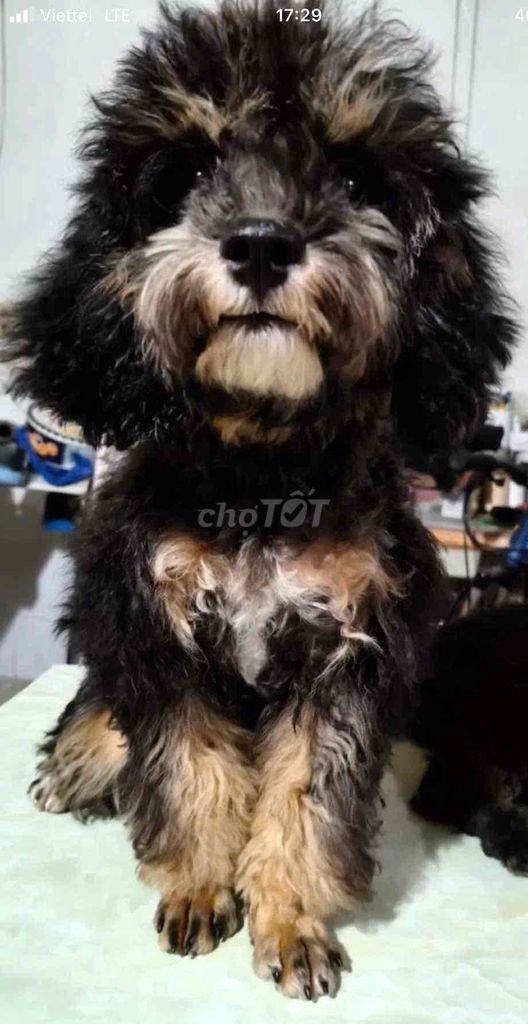poodle nhà nuôi ❤️❤️❤️. Mua bán Chó tại Thành phố Thủ Đức Tp Hồ Chí Minh được đăng bởi BÁN THÚ CƯNG KHÔNG ĐĂNG ẢNH LỪA ĐẢO  hình 1